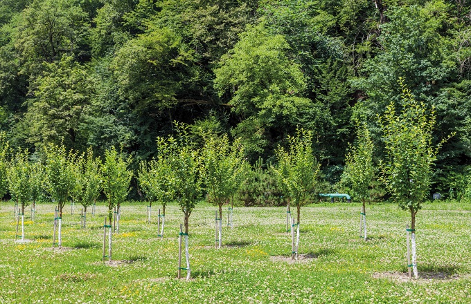 Bosques activos