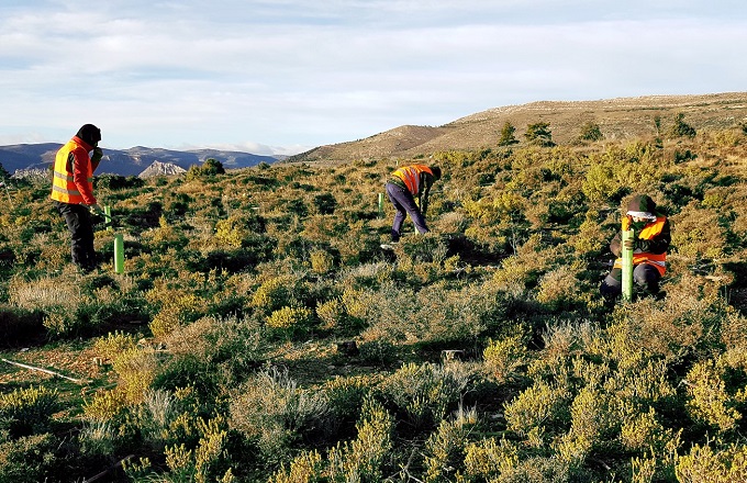 Labores de reforestación que Orange llevó a cabo de octubre a diciembre de 2020 en Monte la Umbría