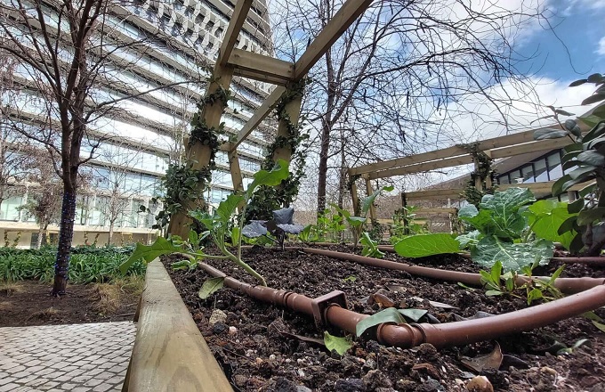BBVA equipa su sede de Madrid con un huerto urbano y un centro de procesado de verduras