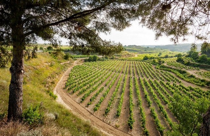 Aenor certifica a Masaveu Bodegas según la norma ISO 14001
