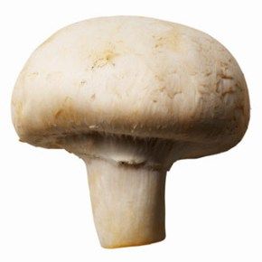 champiñon