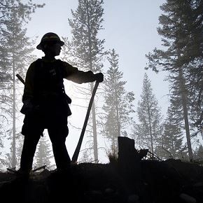 forestal