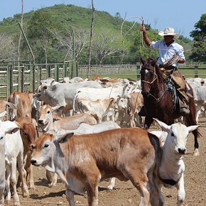 ganadero