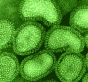 influenza