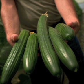 pepinos