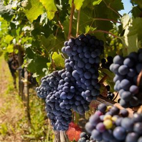 viñedos